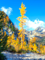 Glowing Larches